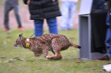 Suelta de lince en Villafranca de Córdoba